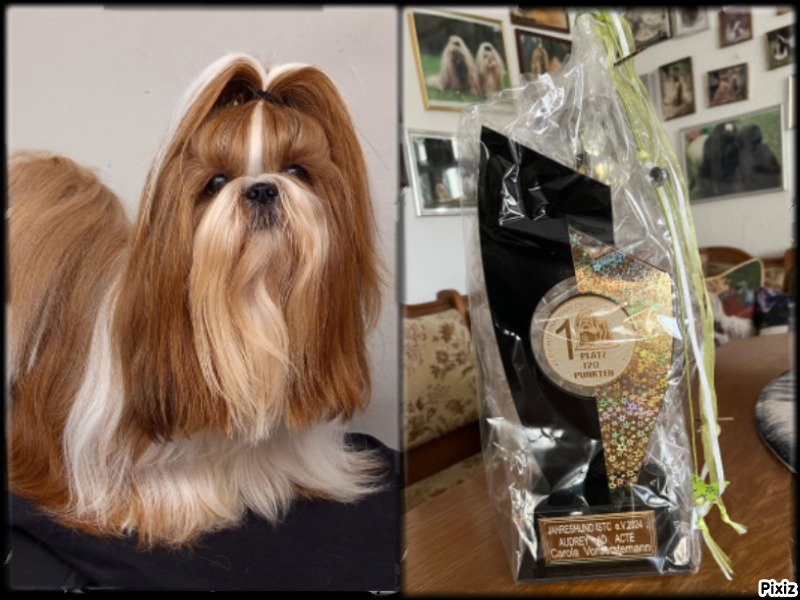 Audrey Top Shih-Tzu 24