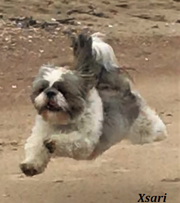 xsari