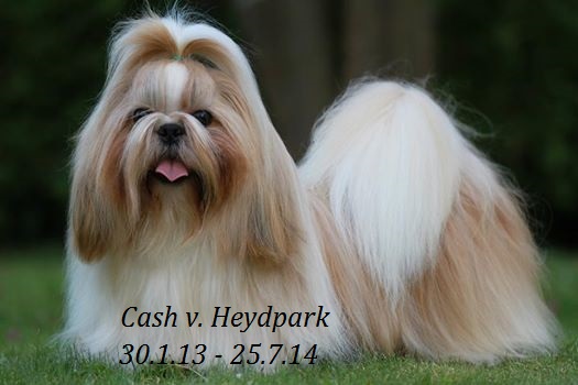 cash 