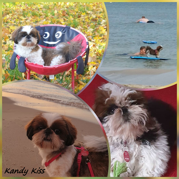 Kissy Wong collage