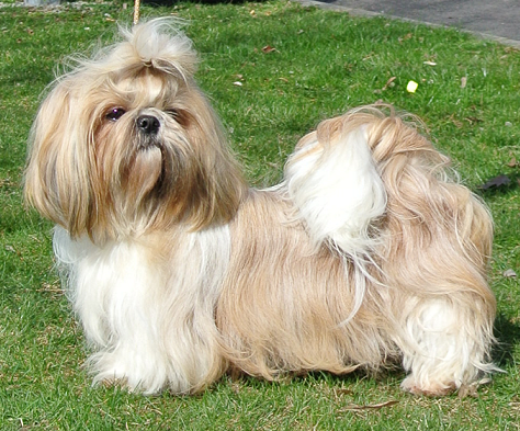 maxi