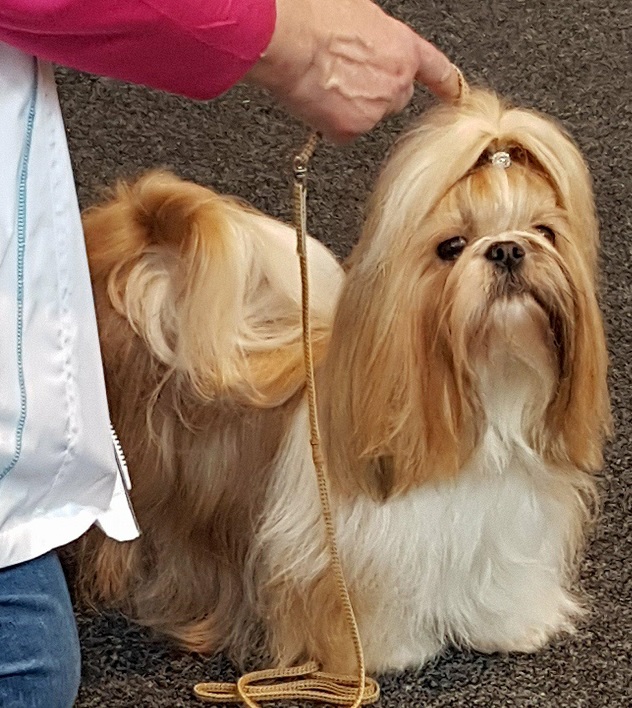maxi