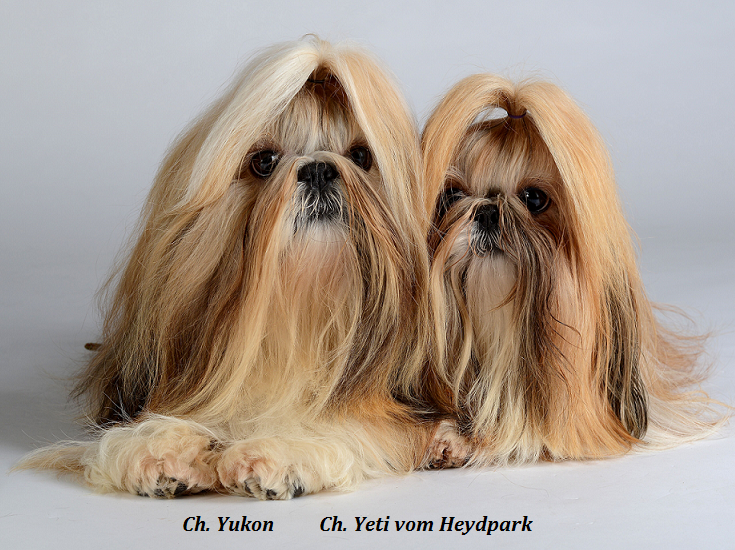 yukonyeti
