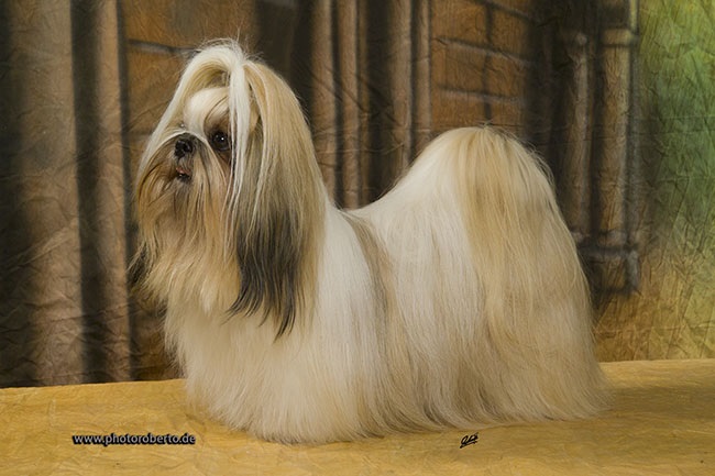 sofi